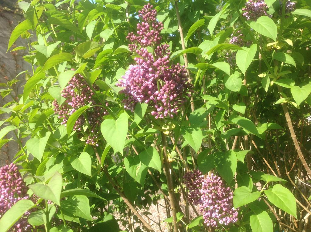 Au Fond Du Jardin Maison D'Hotes Saint-Saëns Buitenkant foto